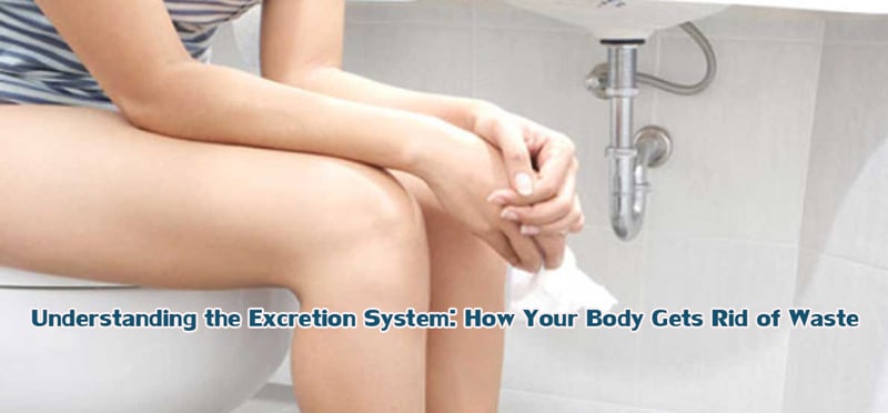 Understanding the Excretion System: How Your Body Gets Rid of Waste